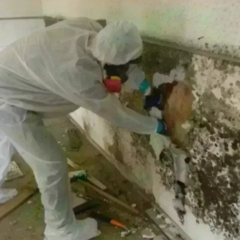 Mold Remediation and Removal in Pahokee, FL